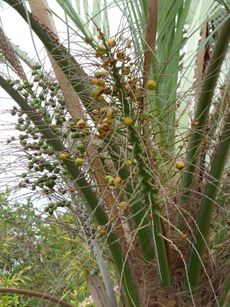 Pindo Palms With Large Seeds