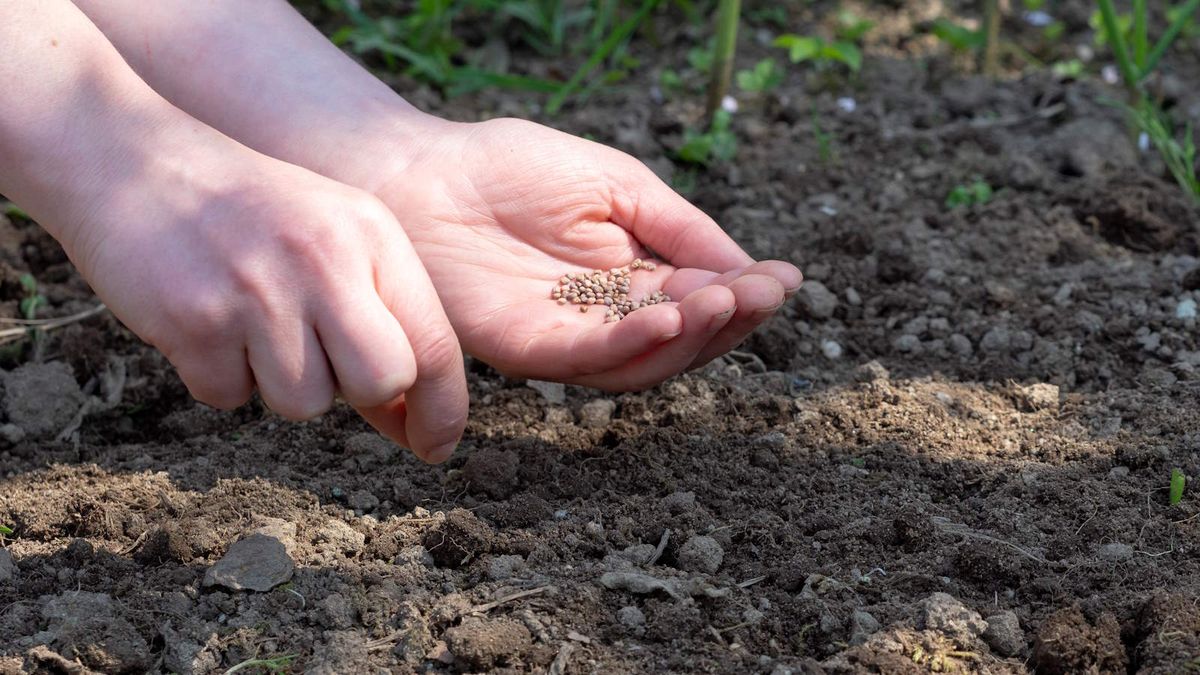 Vegetables to plant in April: these are 7 of the best to sow