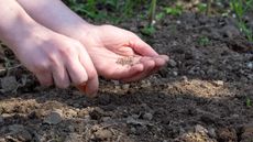Sowing vegetable seeds by hand into the garden