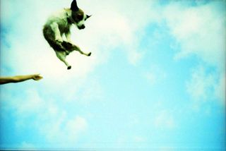 Lomography: canine acrobat