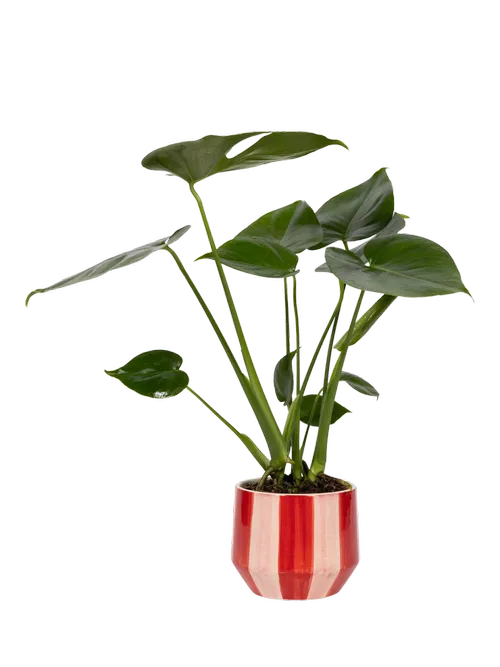 The Little Botanical British Greenery in Plant Pot