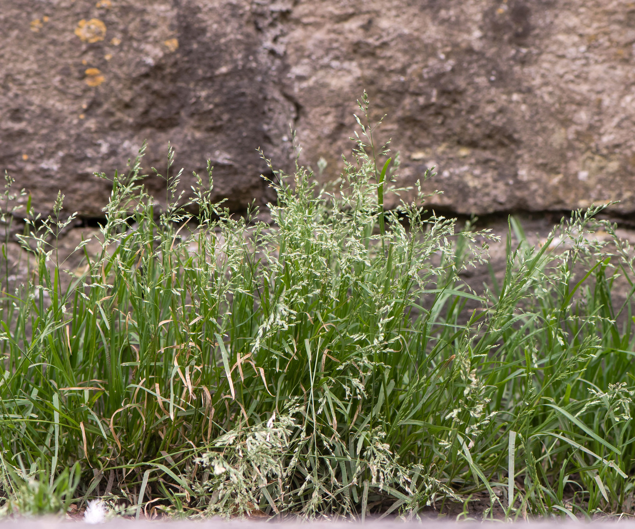 annual meadow grass with lots of flower heads