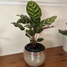 Calathea makoyana houseplant in ceramic pot on wooden shelf