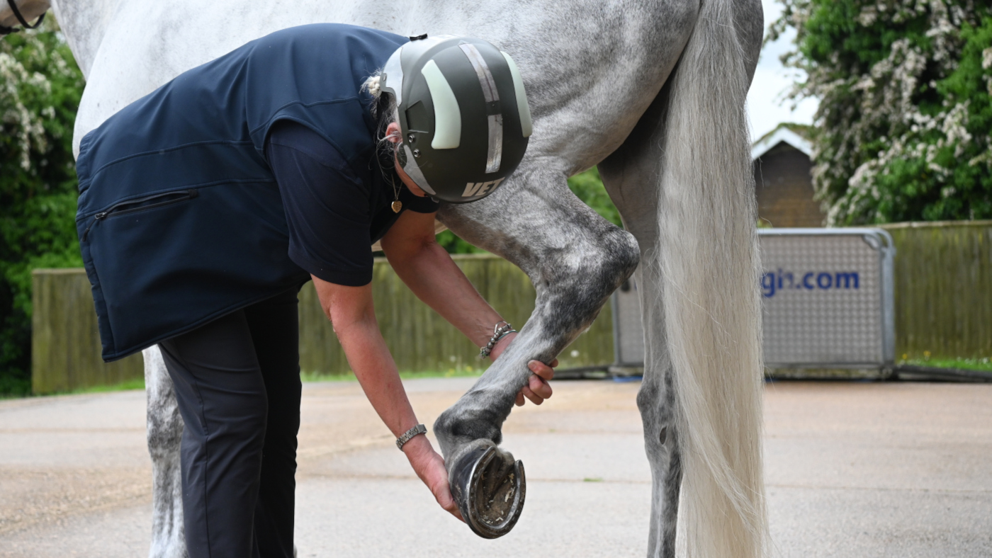 Pictured a vet examining a horse's leg. A consultation on Veterinary Surgeons Act reforms has been announced by Defra.