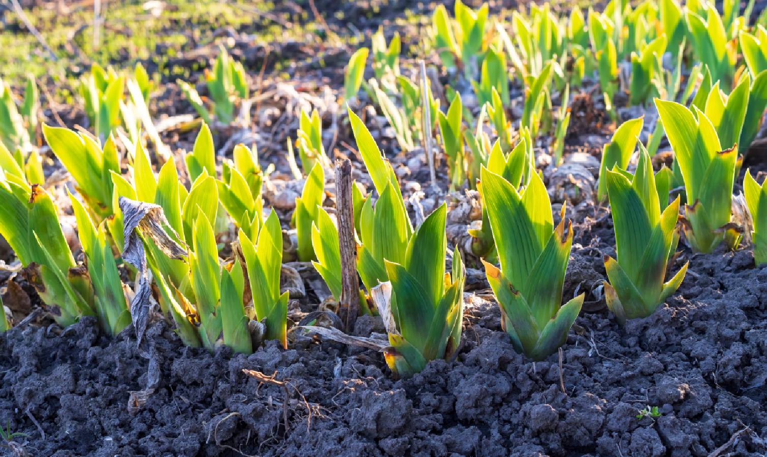 Irises grouped together
