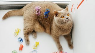 British shorthair cat playing with ribbon