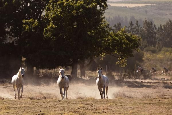 Riders make their way through farmlands during stage 1 of the 2011 Absa Cape Epic Mountain Bike stage race