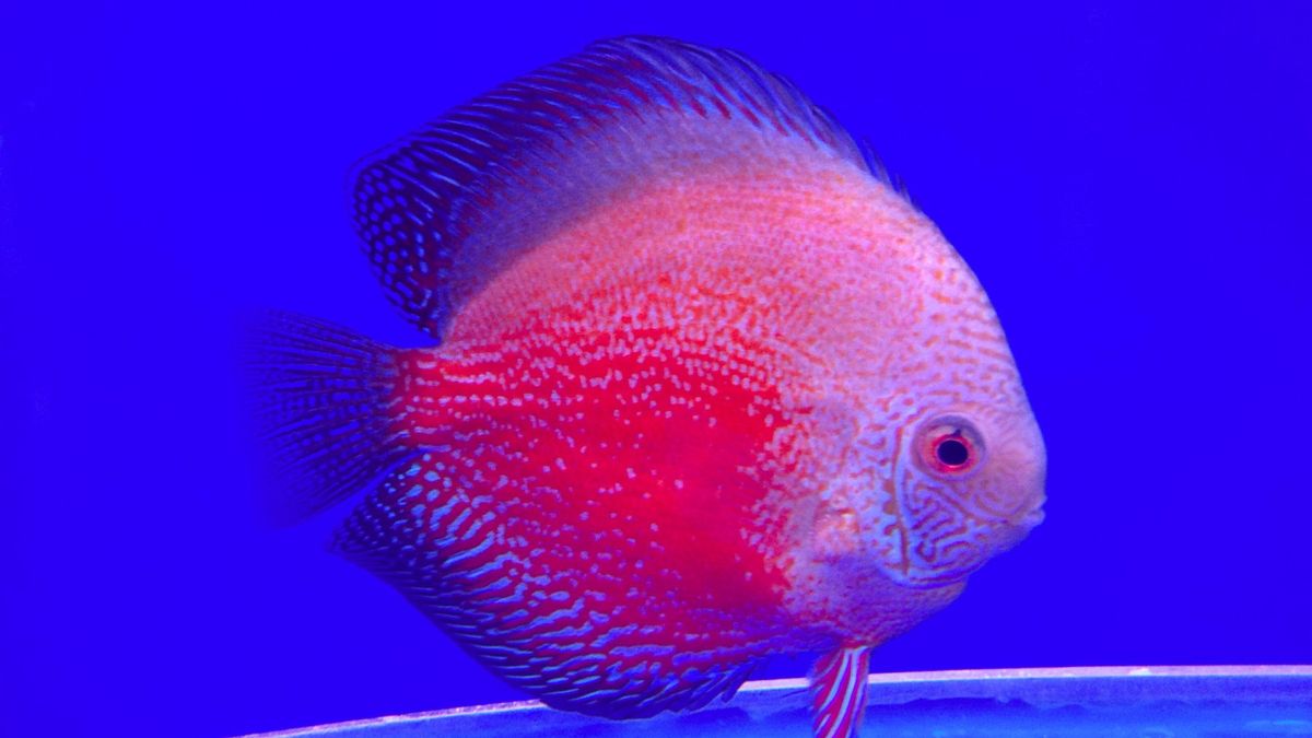10 colorful tropical fish to brighten your tank PetsRadar
