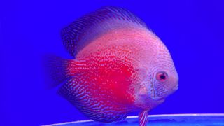 Discus