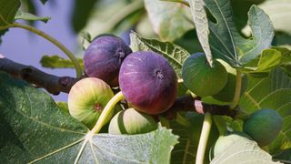 Common fig, Ficus carica