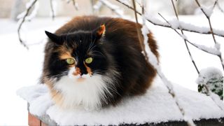 Ragamuffin cat sitting on snowy surface under the trees