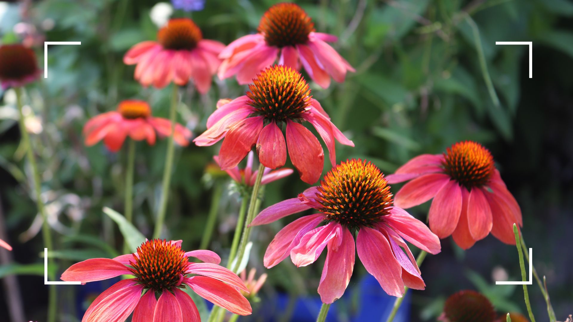 picture of pink echinacea in garden 