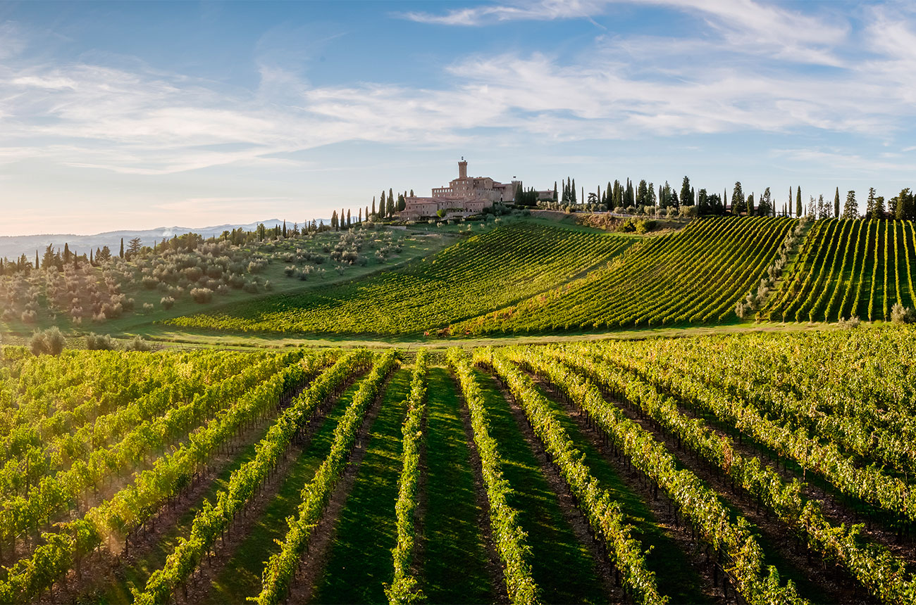 Banfi vineyards