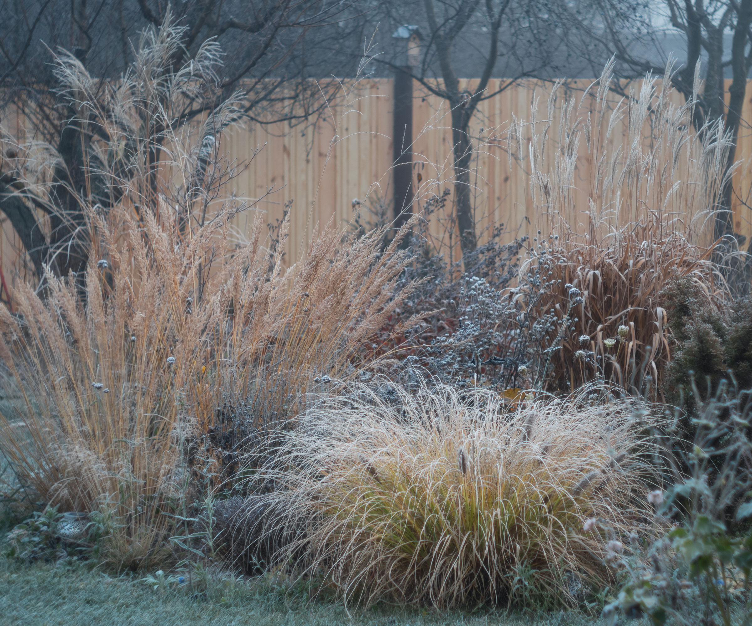 frosty winter garden with flower bed filled with ornamental grasses and other perennial plants