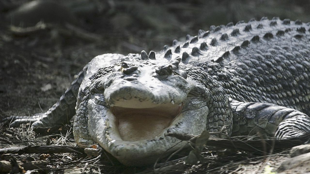 A crocodile