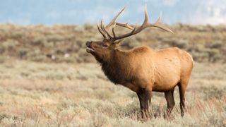 Elk bugling at Grand Teton National Park, USA