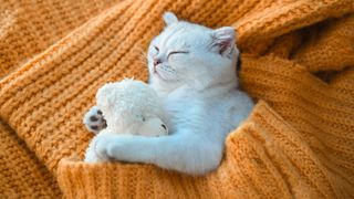 Close-up of a white Scottish kitten sleeping with a toy bear on an orange knitted sweater