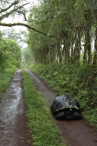 A Galapagos tortoise on Santa Cruz Island