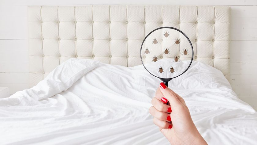 A woman&#039;s hand holding a magnifying glass magnifying bed bugs on a mattress