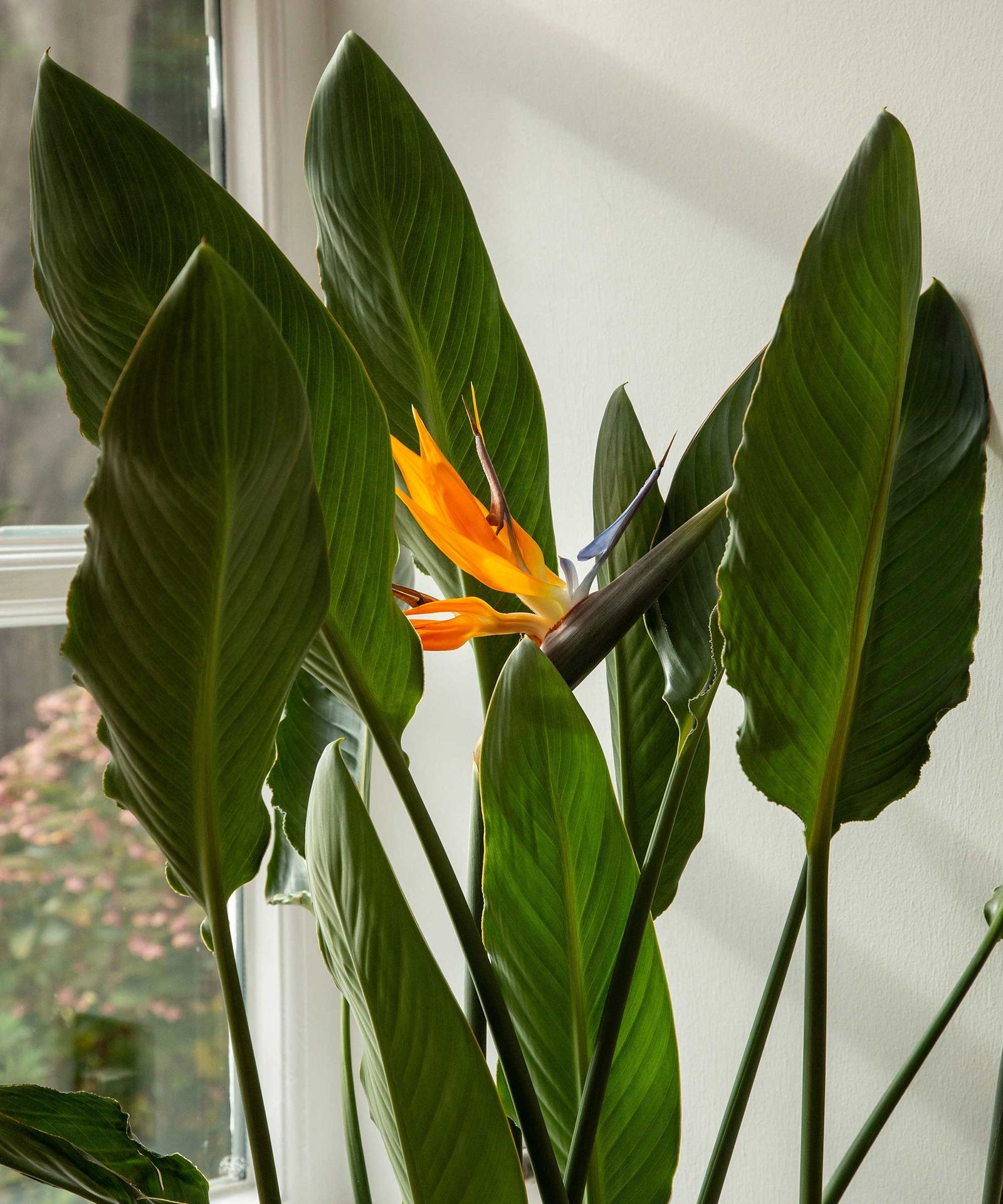 How to repot a bird of paradise 6 simple steps Homes & Gardens