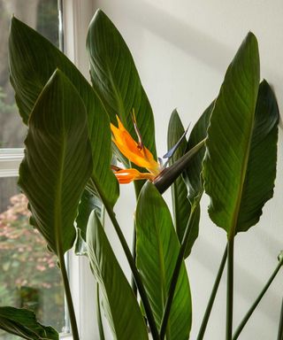 bird of paradise houseplant