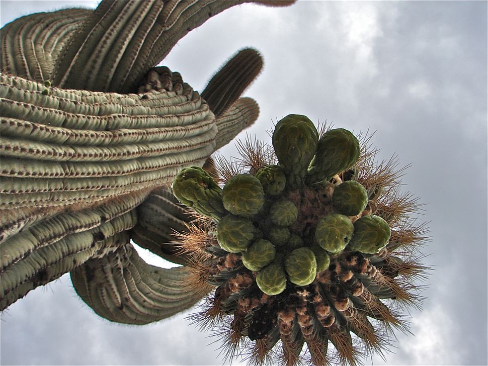 Saguaro Cactus Flower Images | Sonoran Desert Pictures | Live Science