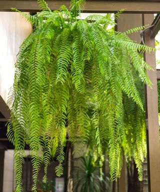 Boston fern in hanging basket