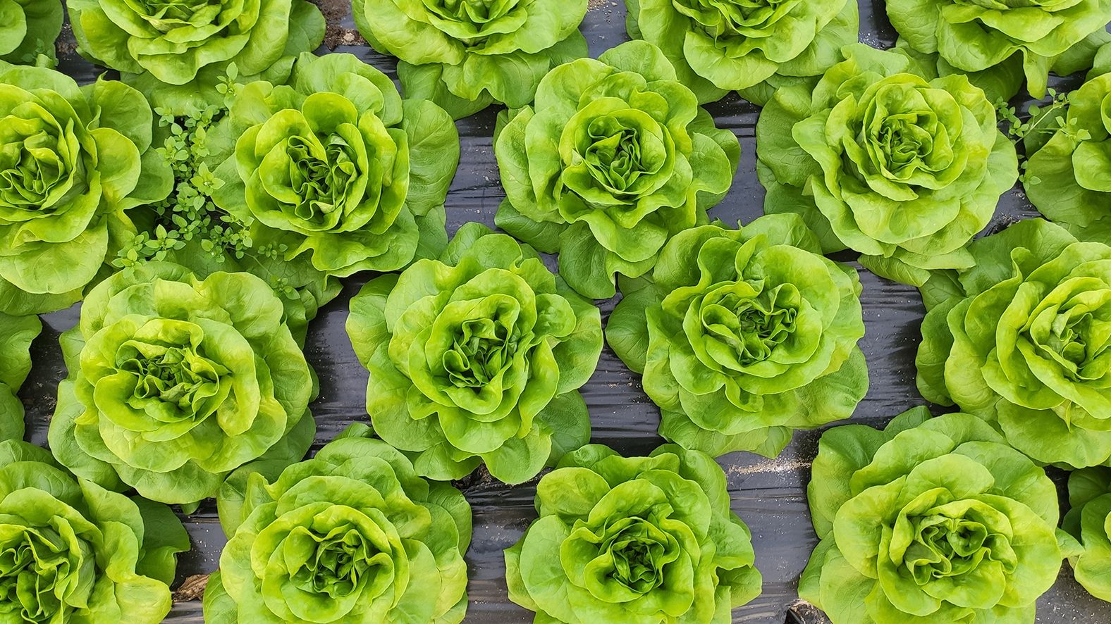 when-to-plant-lettuce-to-enjoy-crops-through-the-year