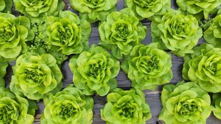 Monty Don 5 jobs for vegetable garden lettuce