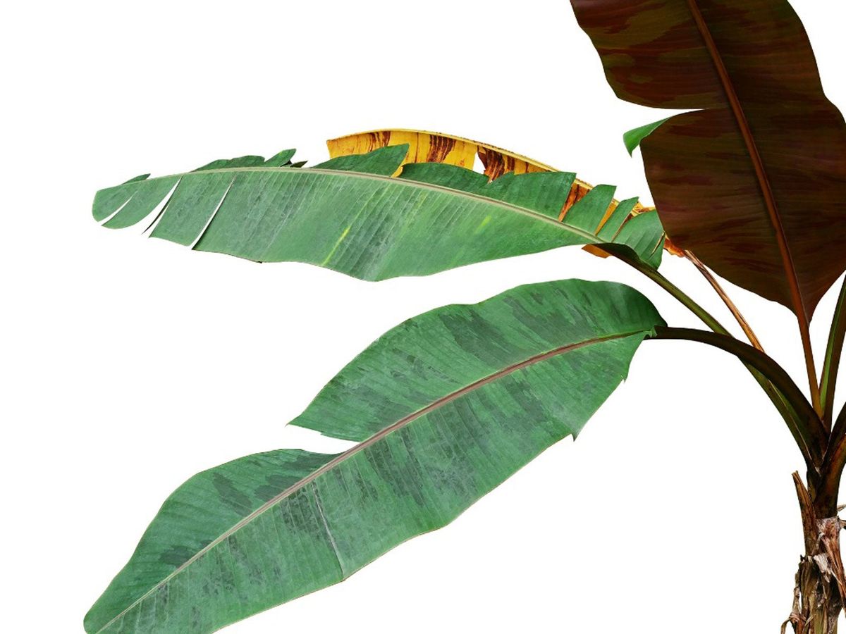 Leaf Splitting In Plants - What Causes Leaves To Split In Houseplants