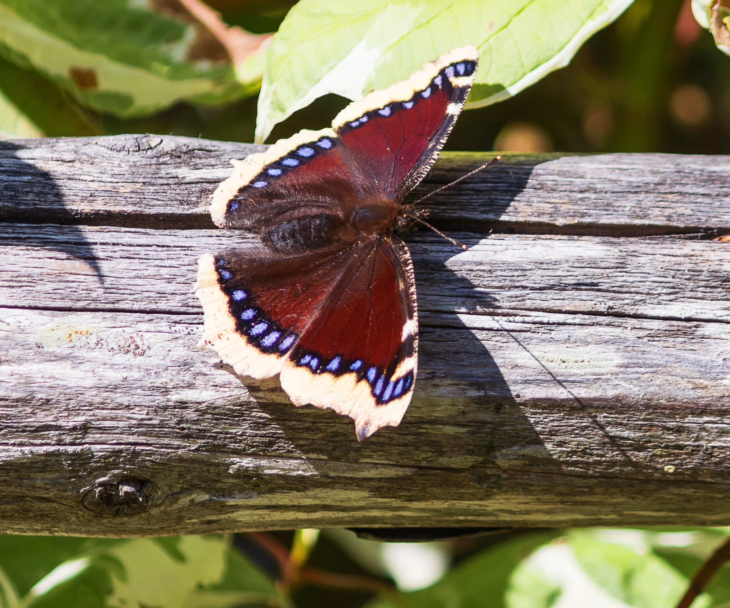 Mourning Cloak butterfly on a log