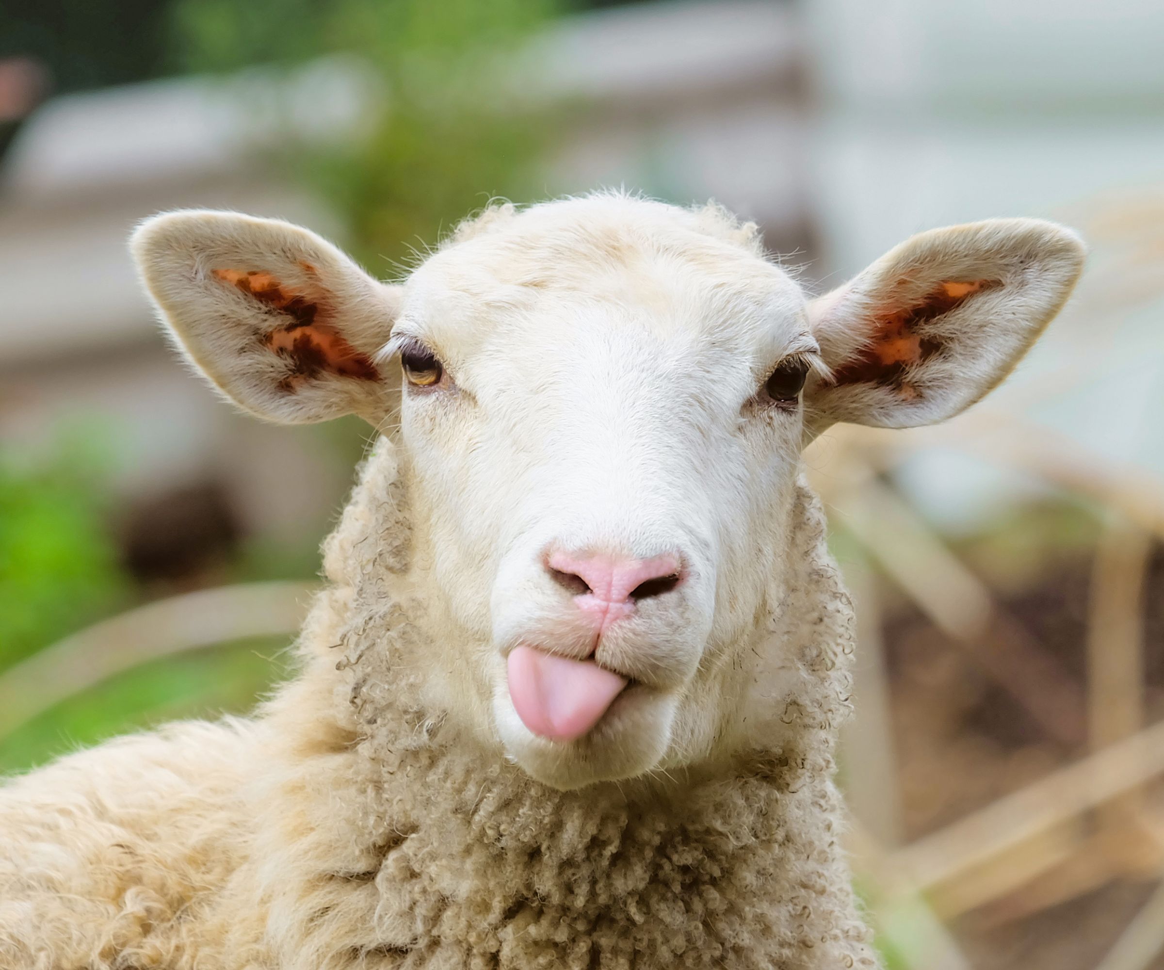 Sheep