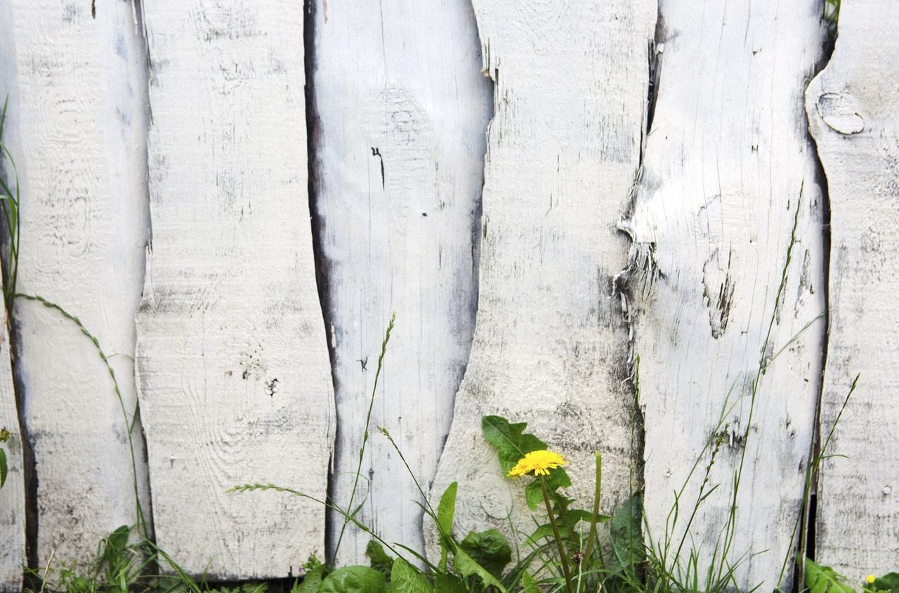 Weeds Growing Infront Of White Wooden Fence