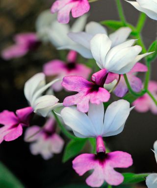White and pink flowers of calanthe orchid
