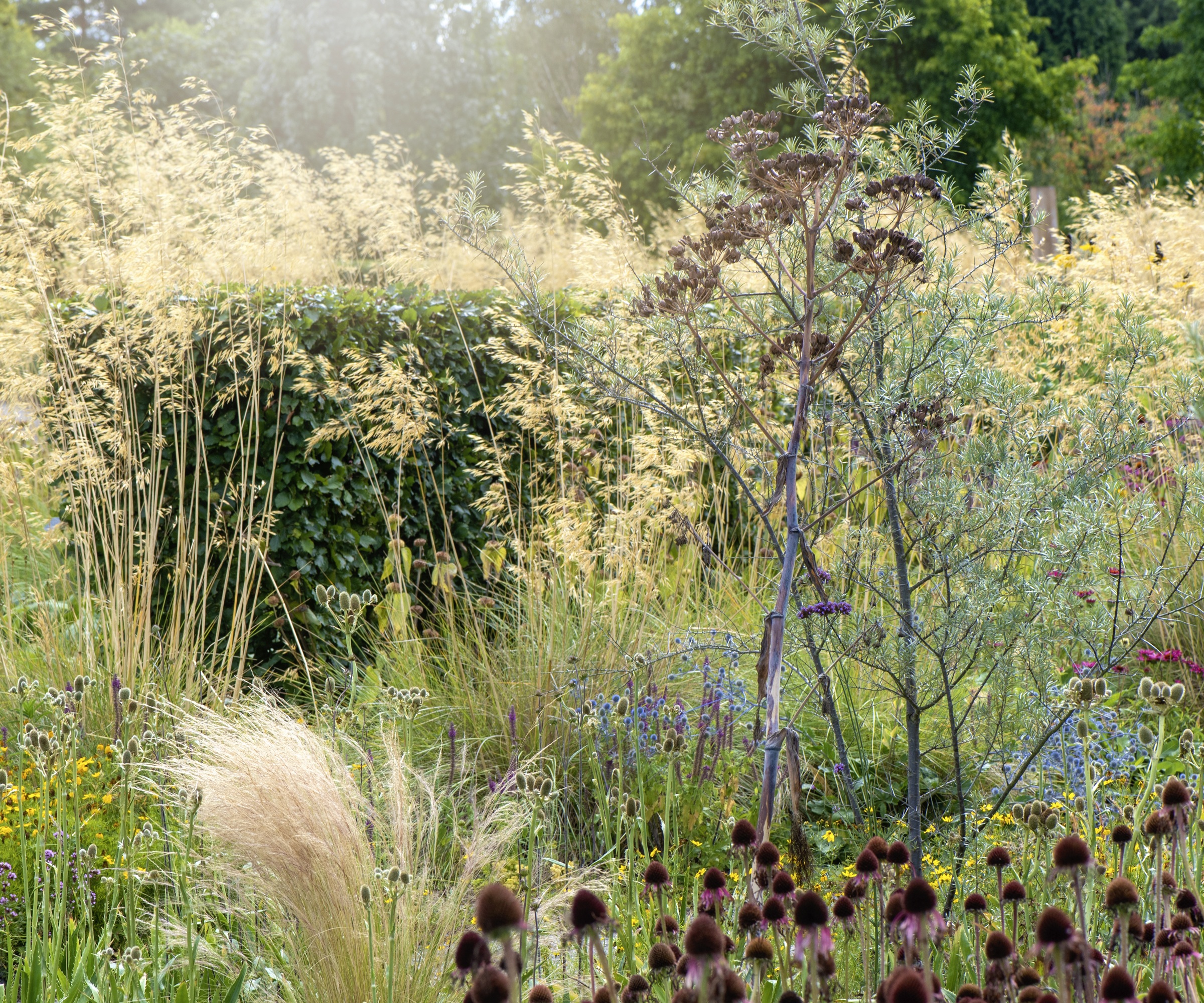 Eryngium &amp;times; tripartitum tripartite eryngo also known as Sea Holly, blue flowers planted with Stipa gigantia grasses