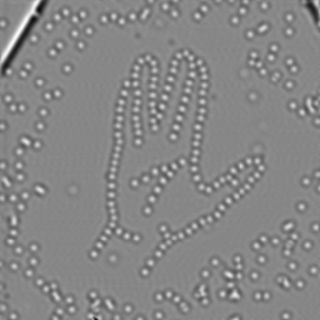 Scientists with IBM have crafted this Vulcan salute using single carbon atoms arranged with a powerful microscope.