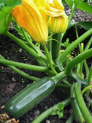 A zucchini plant growing in soil