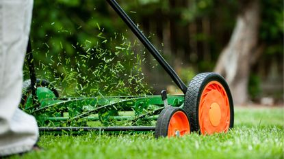 Grass clippings from mowing a lawn