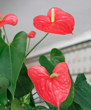 close-up of red anthurium flowers