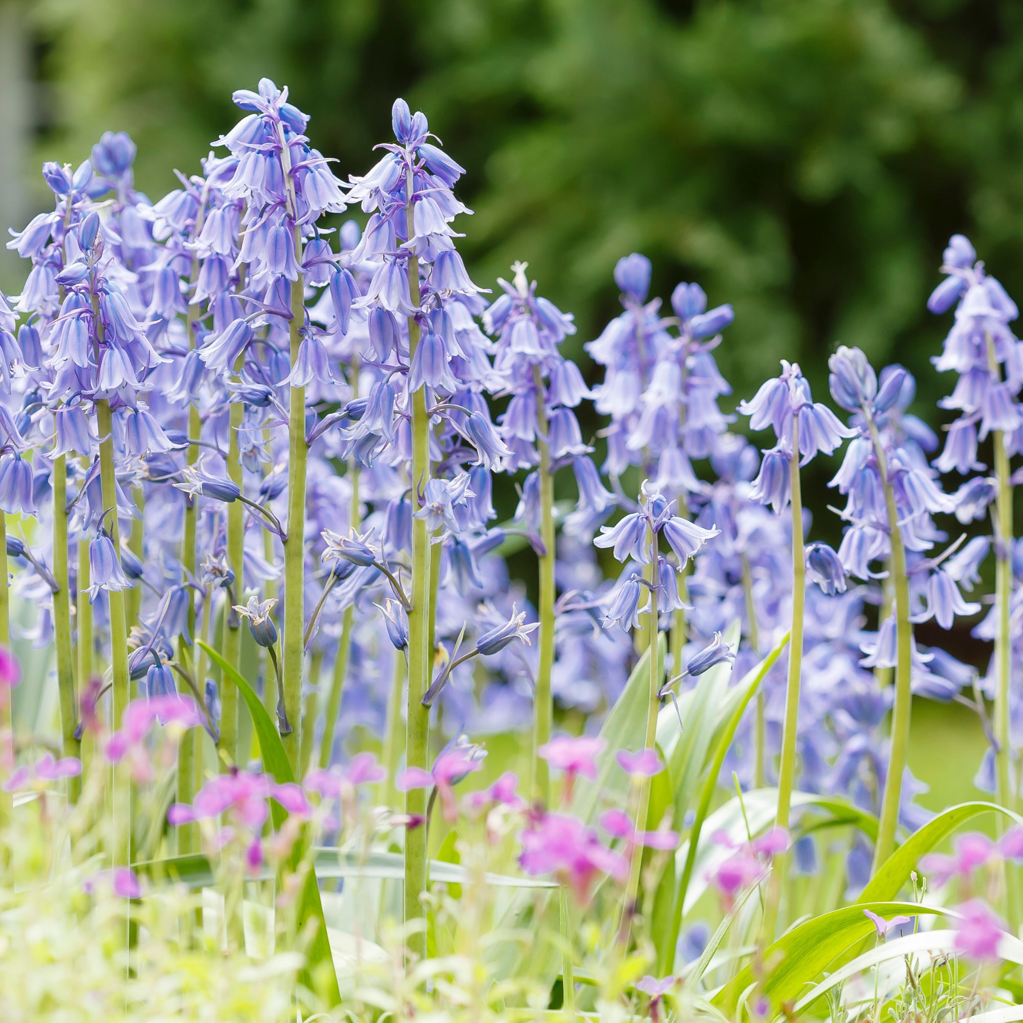 Flowering Spanish bluebells growing in garden