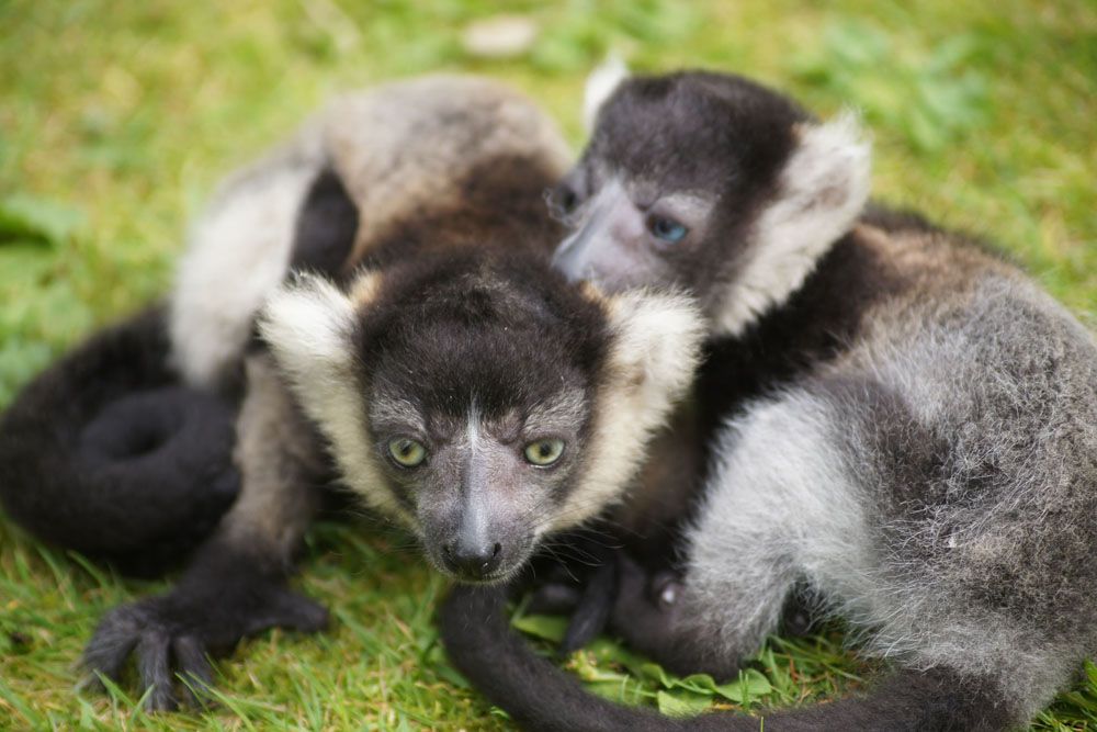 cute animal babies, Belfast Zoo