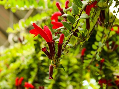 Red Lipstick Plant