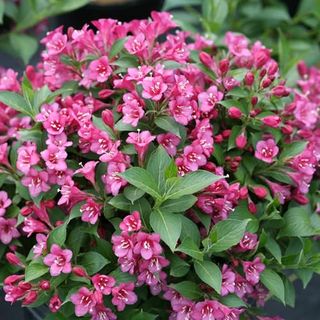 Snippet Dark Pink Weigela