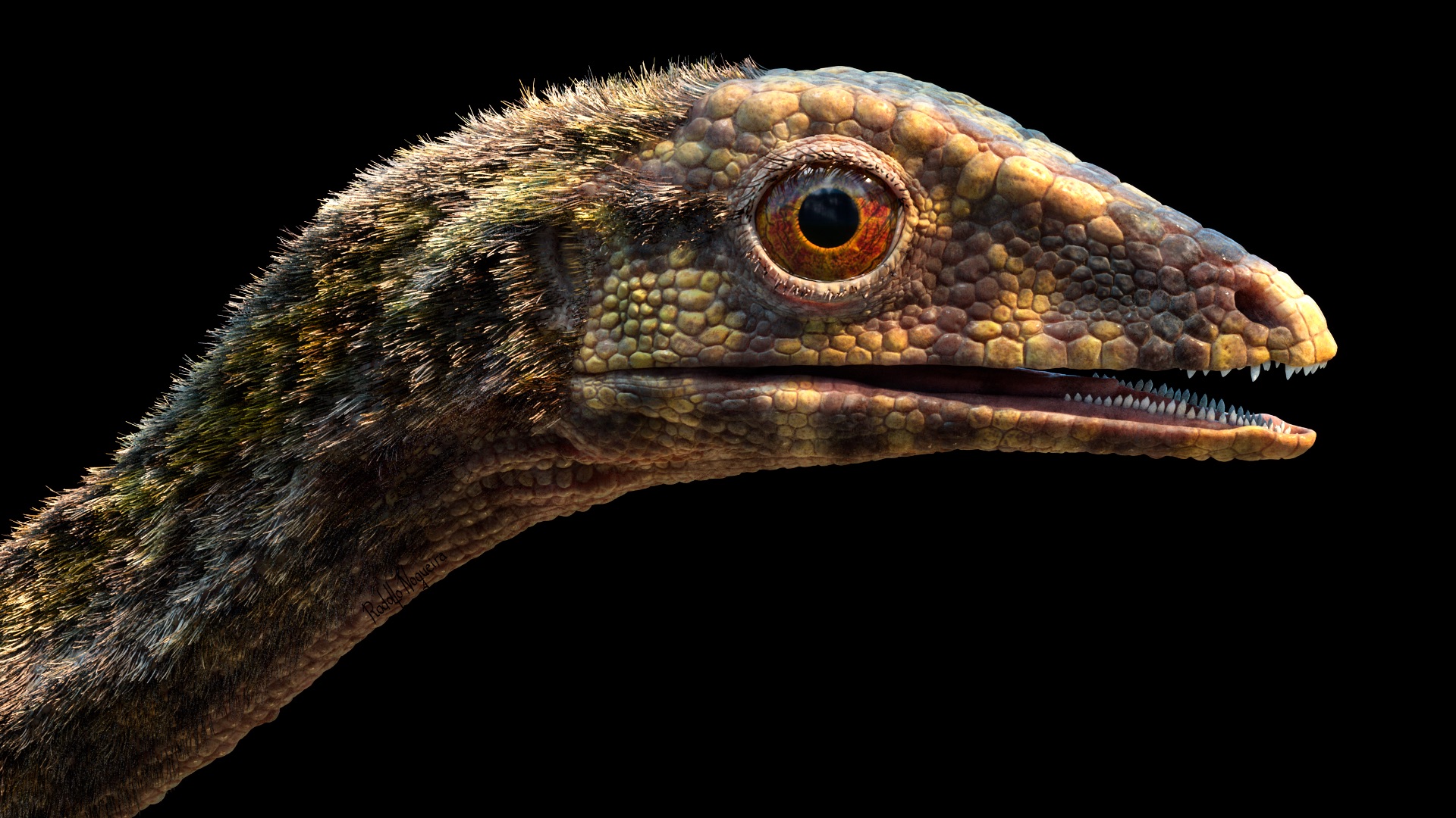 Like other lagerpetids, the species Ixalerpeton is likely a close relative of pterosaurs.