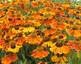 Heleniums bring fiery colours to late summer borders