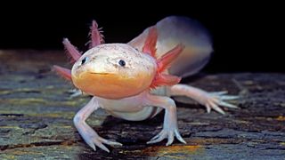 Axolotl coming out of the darkness