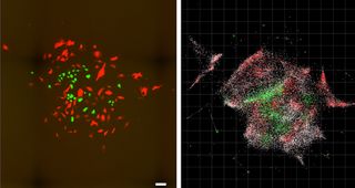 The new technique is incredibly detailed. Compare this optical imaging image (left) of a cell population to the same cell population visualized with DNA microscopy (right). Scale bar = 100 micrometers.