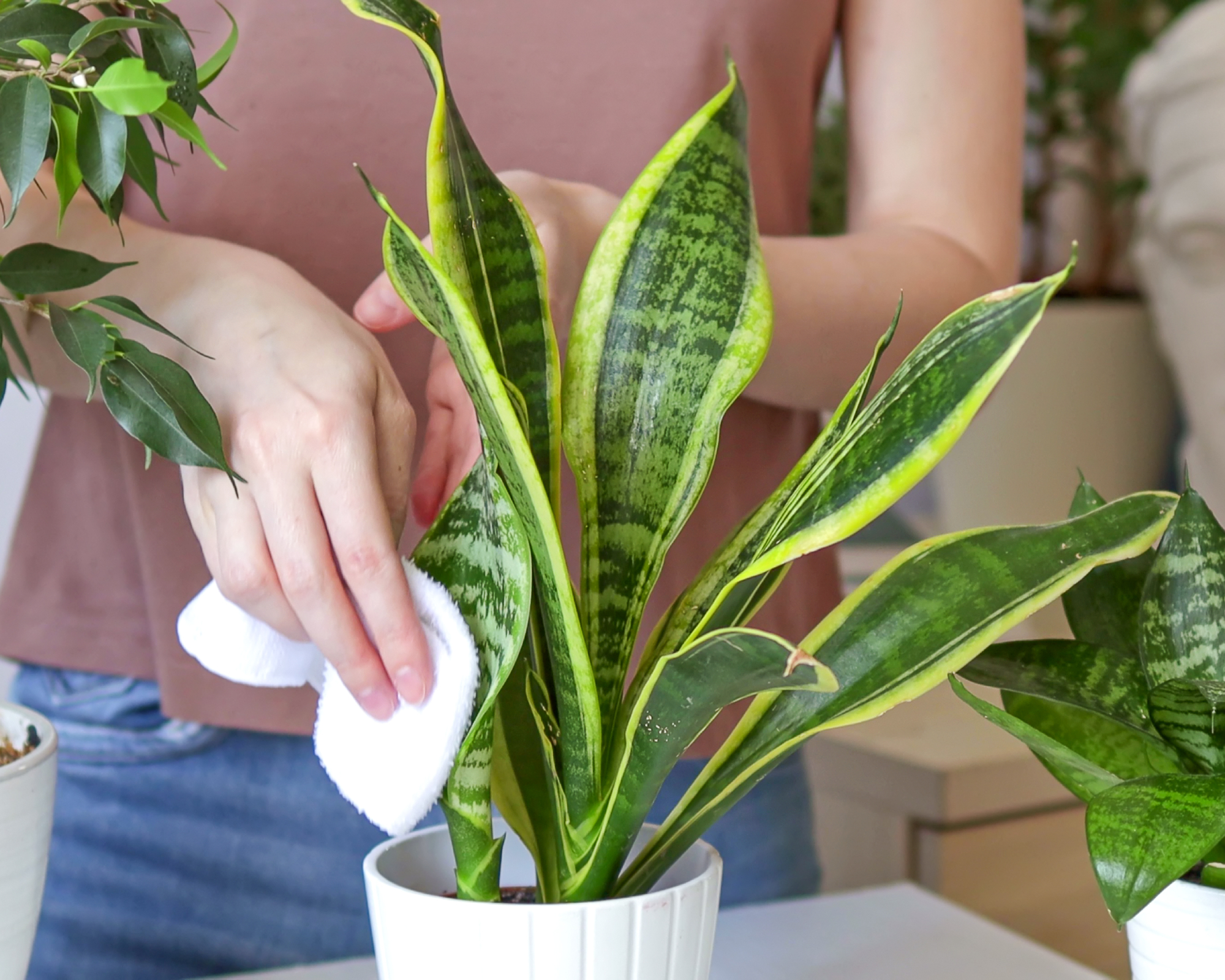 Woman cleaning snake plant with cloth