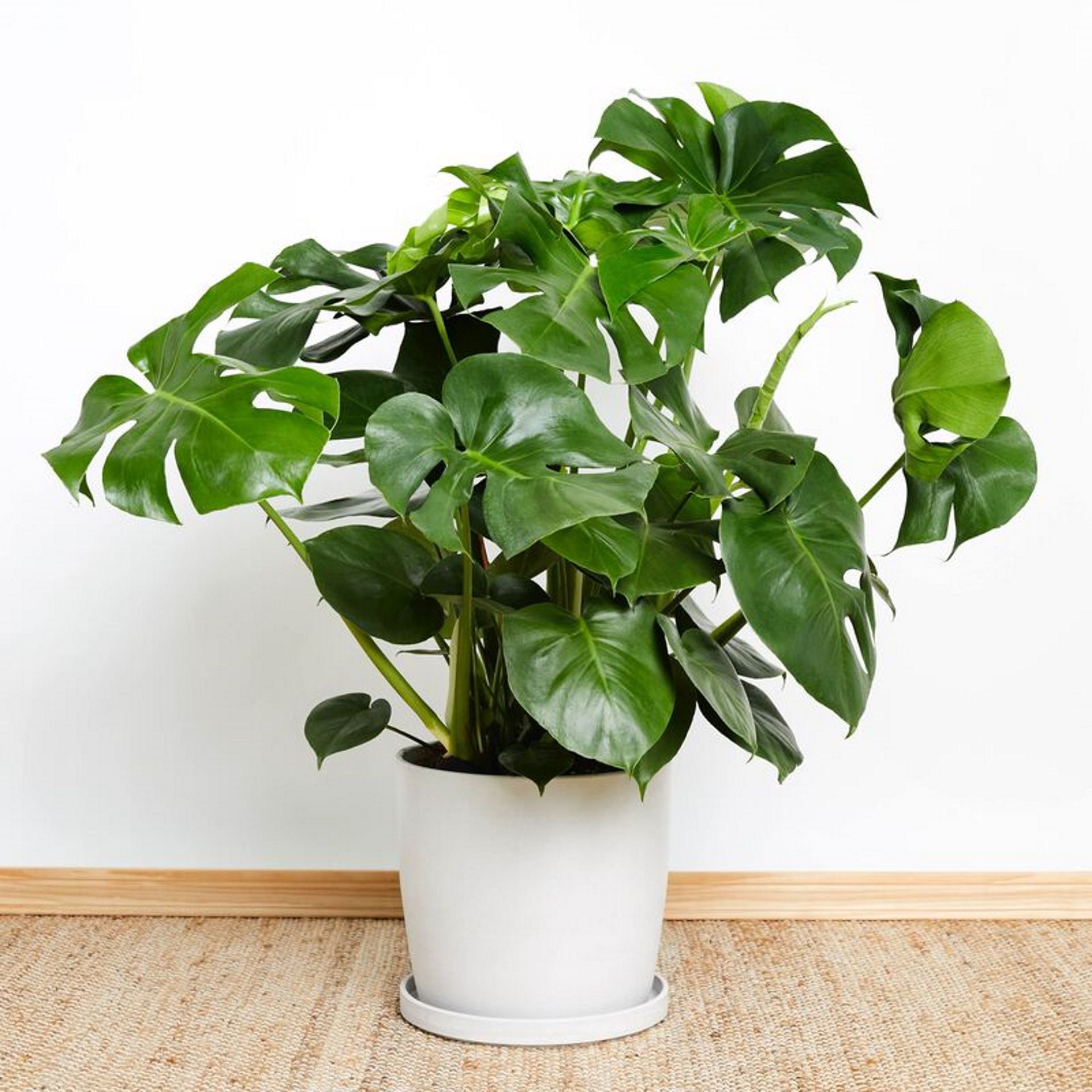 Monstera care guide: 5 expert tips | Homes & Gardens