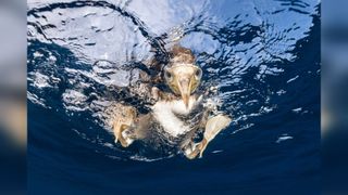 Underwater photo of a brown booby bird entering the water to search for food.